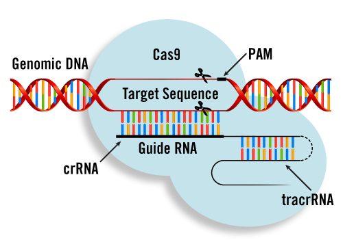 crispr-cas9-genome-editing.png.00e021caf32c879499f5f656ce3e1bf6.png