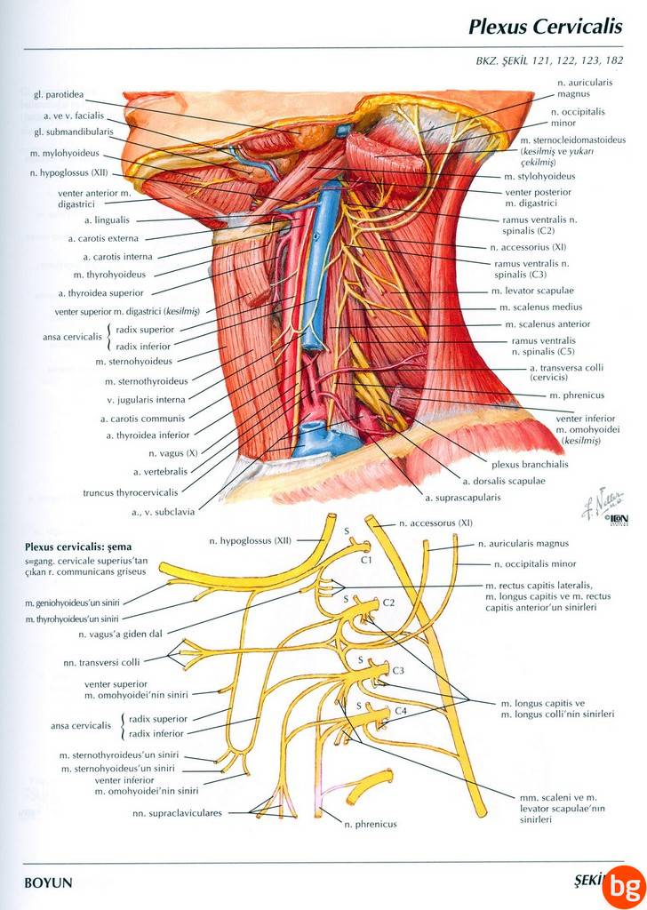 [Resim: large.5ac780e842a49_Plexuscervicalis.jpg...f0bb82.jpg]