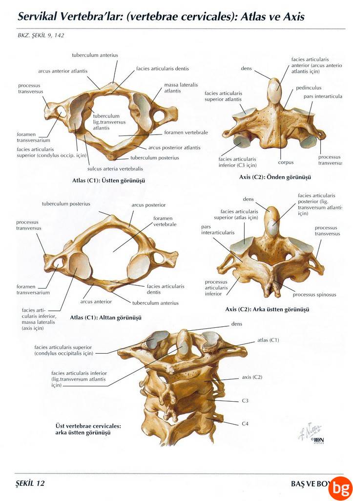 Servikal vertebralar - Atlas ve Axis