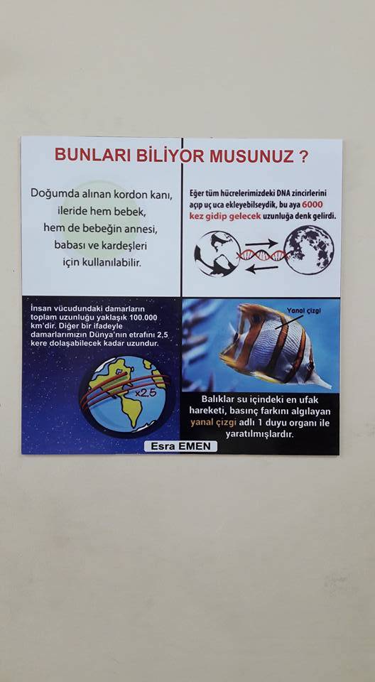 Mardin Kızıltepe ilcesi Ali Rıza Alparslan Anadolu Lisesi. - Esma Elik