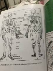 Anatomi Atlası