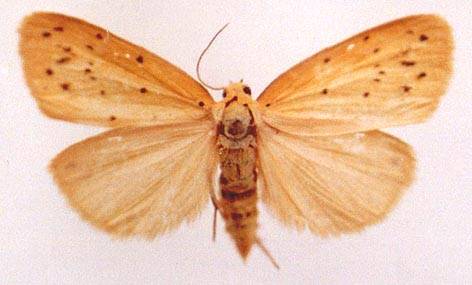 Stigmatophora leacrita (Swinhoe, 1894)