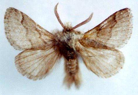 Heterocera