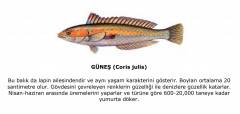 Balıklar (Pisces Sınıfı)