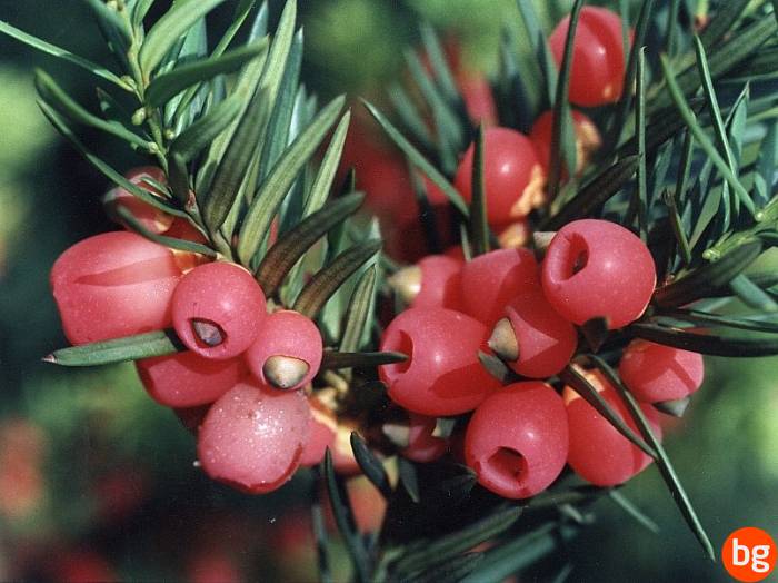 Taxus baccata, Taxaceae, Pinophytina